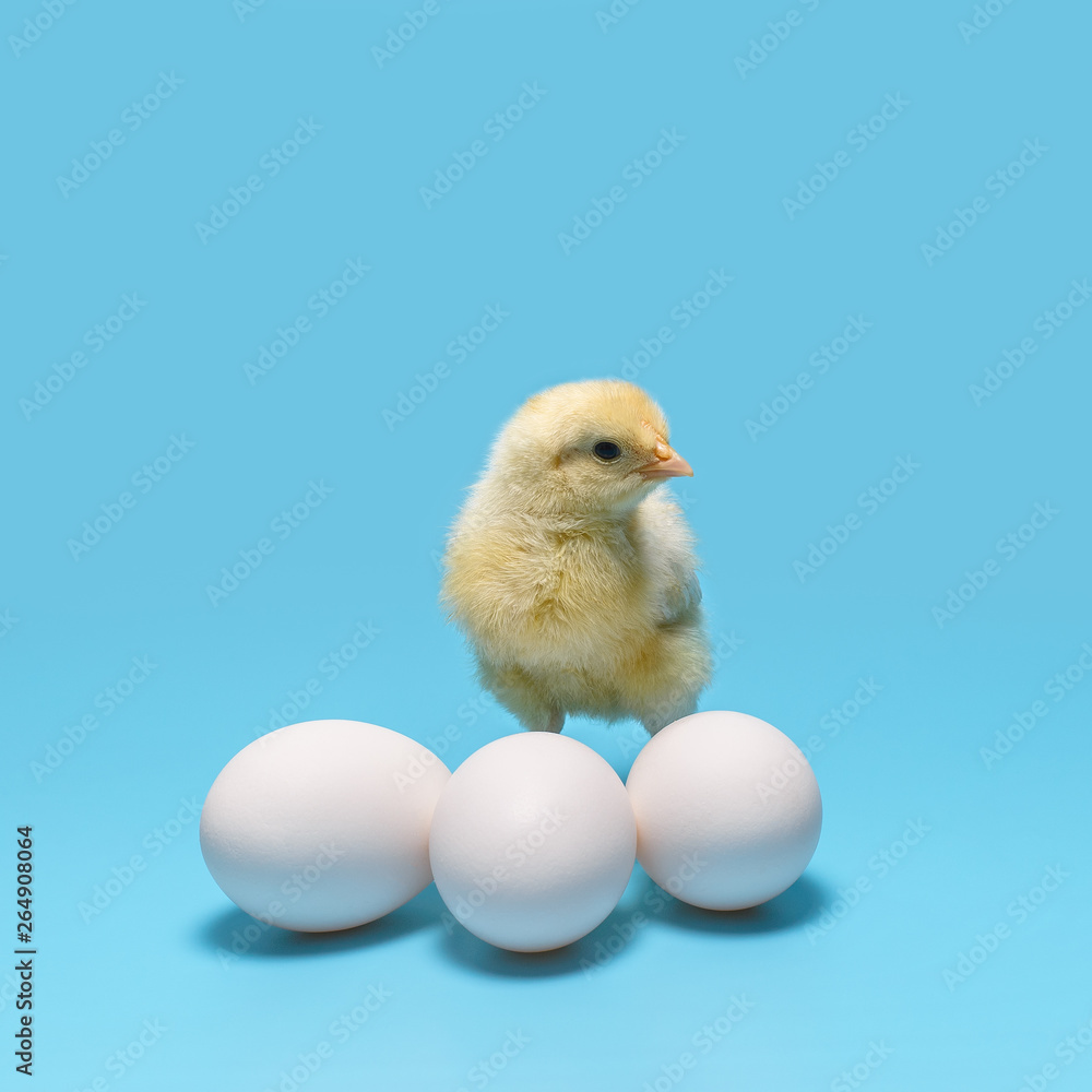 a soft yellow little chicken stands behind three white eggs on a blue background