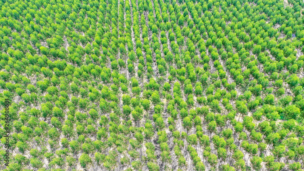 View of Green forest Forest of tree Eucalyptus aerial view Thailand View of Green forest Forest of tree Eucalyptus aerial view Thailand