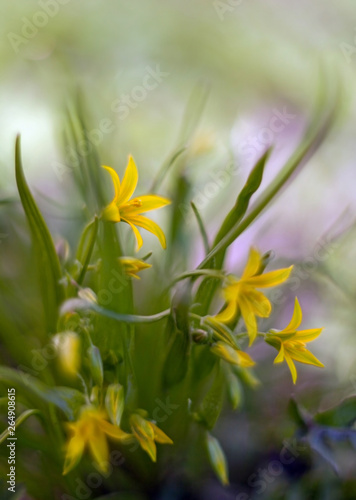 Yellow bellflower flowers in spring with leaves and blurred background