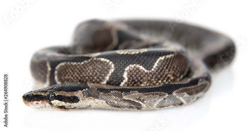 Royal Python, or Ball Python (Python regius) in side view. Isolated on white background