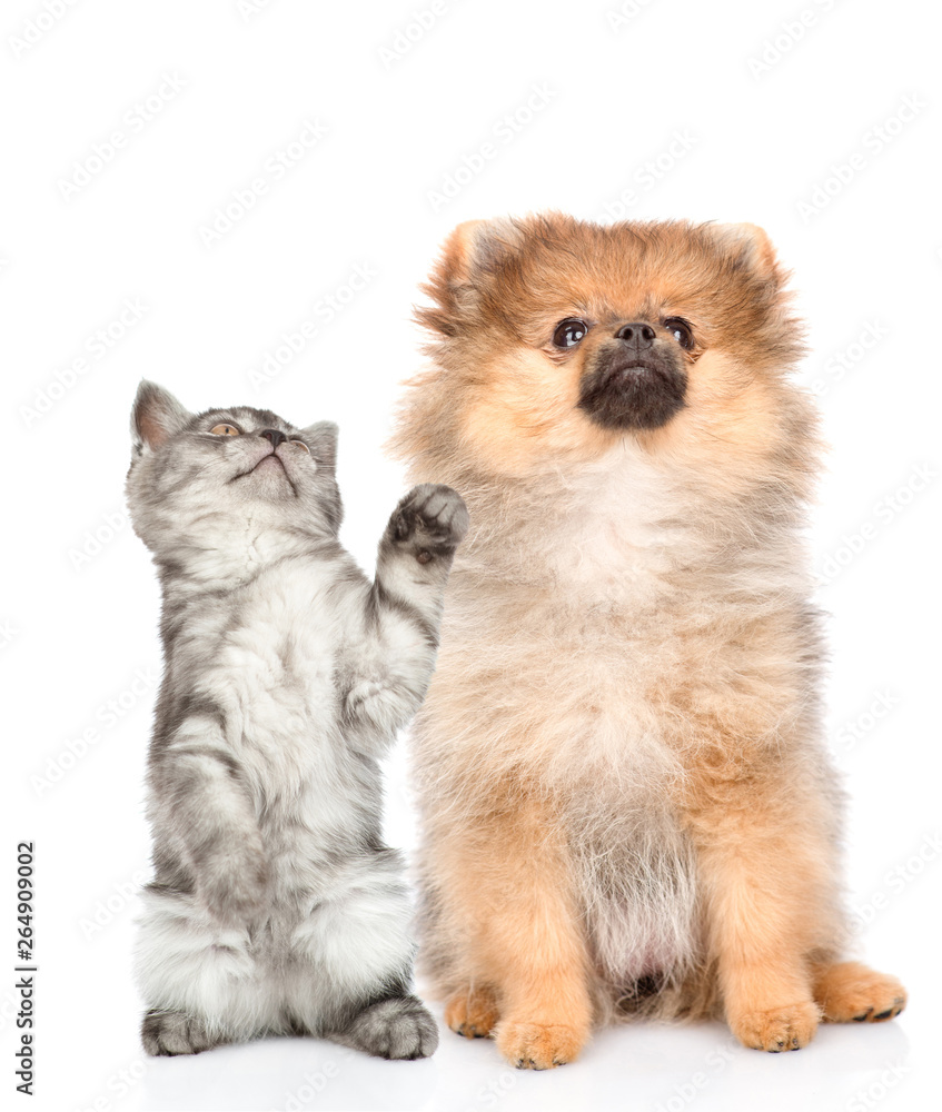 Playful tabby kitten and spitz puppy looking up  together. isolated on white background
