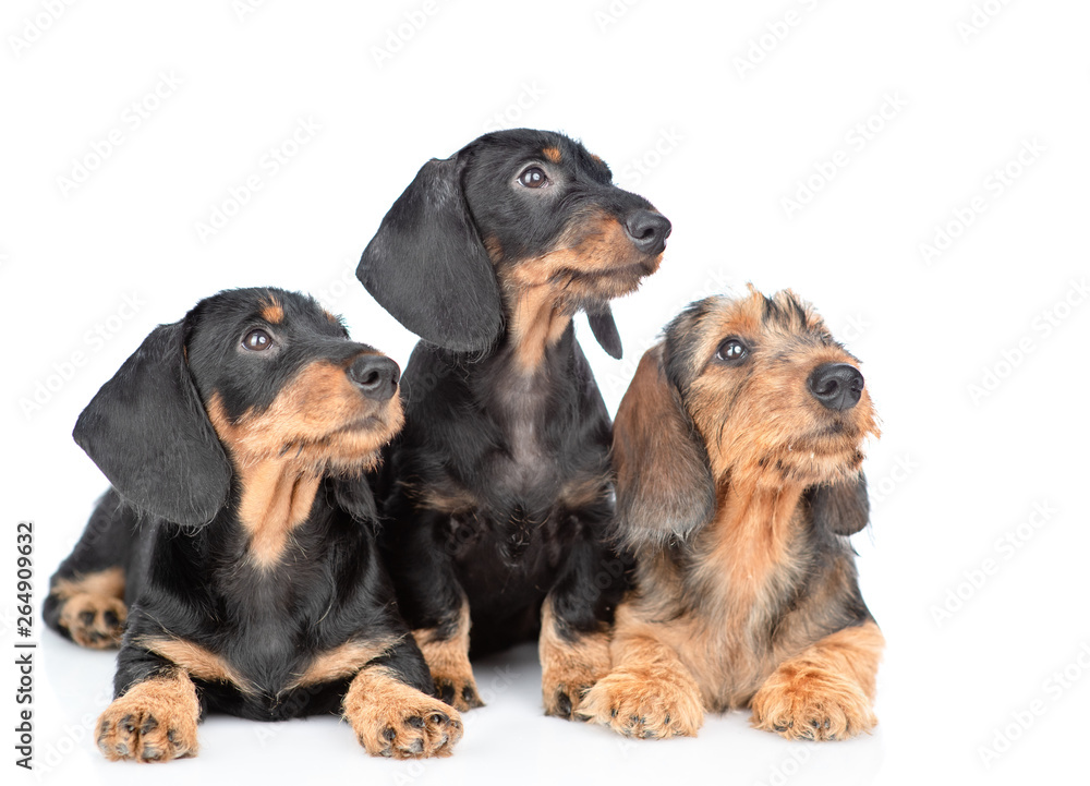 Three Dachshund puppies looking away and up. isolated on white background