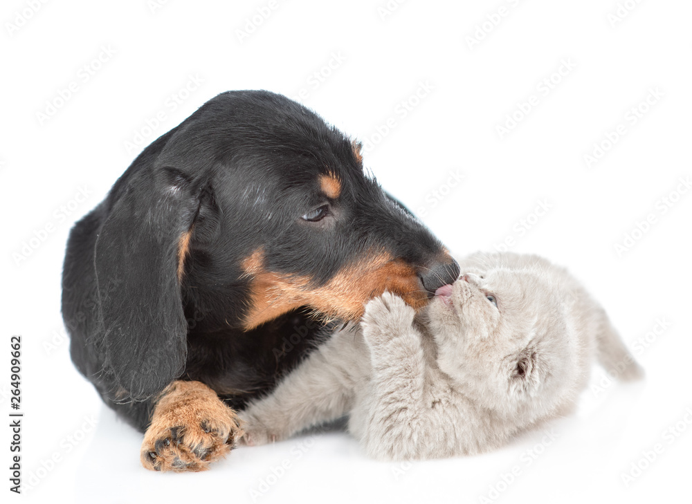Playful kitten licking dachshund puppy. Isolated on white background