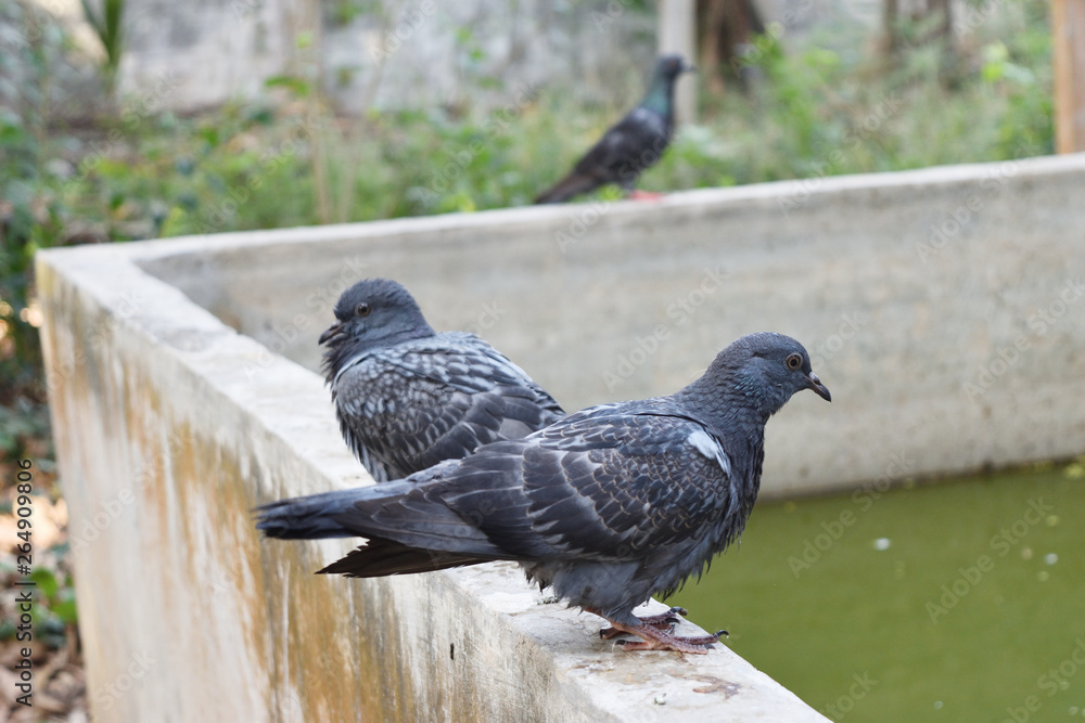 Obraz premium Three pigeons standing on gray wall with tree and green bush in background, Dove bird at park