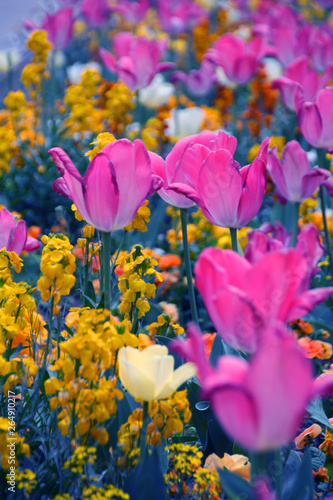 Idyllic Tulip Field Background. © audrey