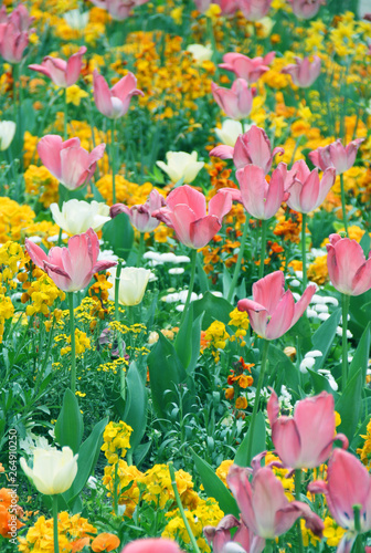 Idyllic Tulip Field Background. © audrey