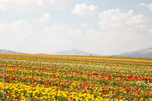 Wallpaper Mural beautiful garden of tulip. Summer sun and flower garden  Torontodigital.ca