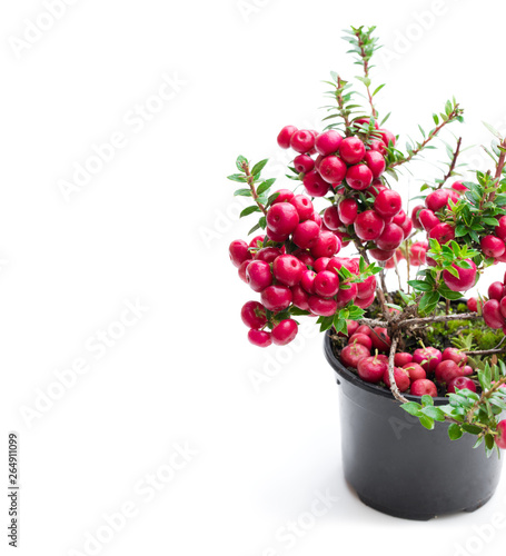 Gaultheria mucronata plant in pot isolated on white