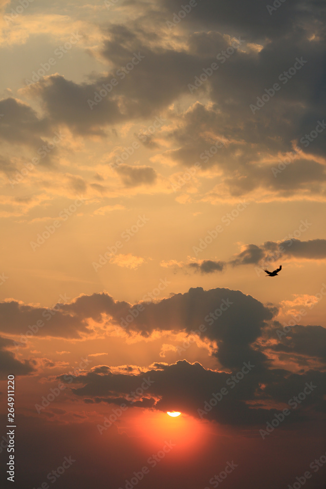 The bird flies in the evening sky and the beautiful light of the sun from behind the dark clouds at sunset.