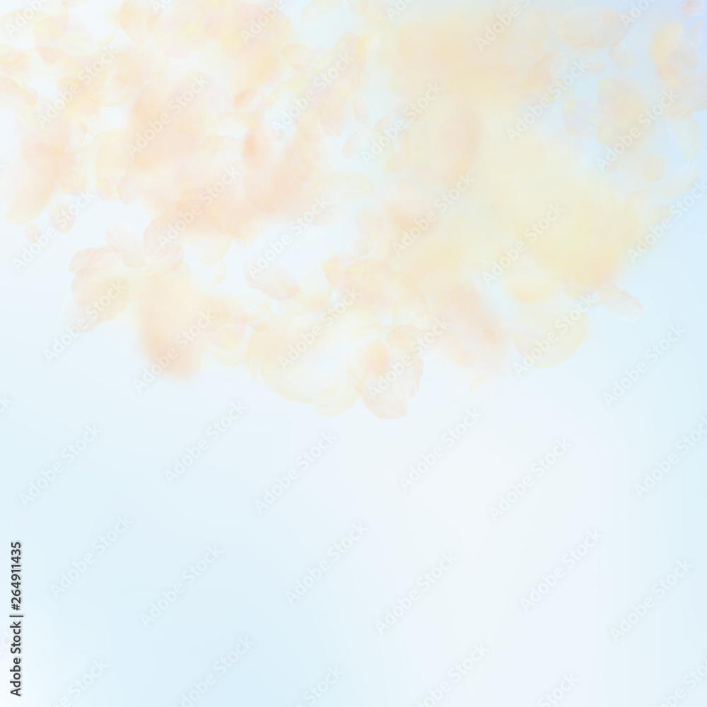 Yellow orange flower petals falling down. Neat rom Yellow orange flower petals falling down. Neat rom