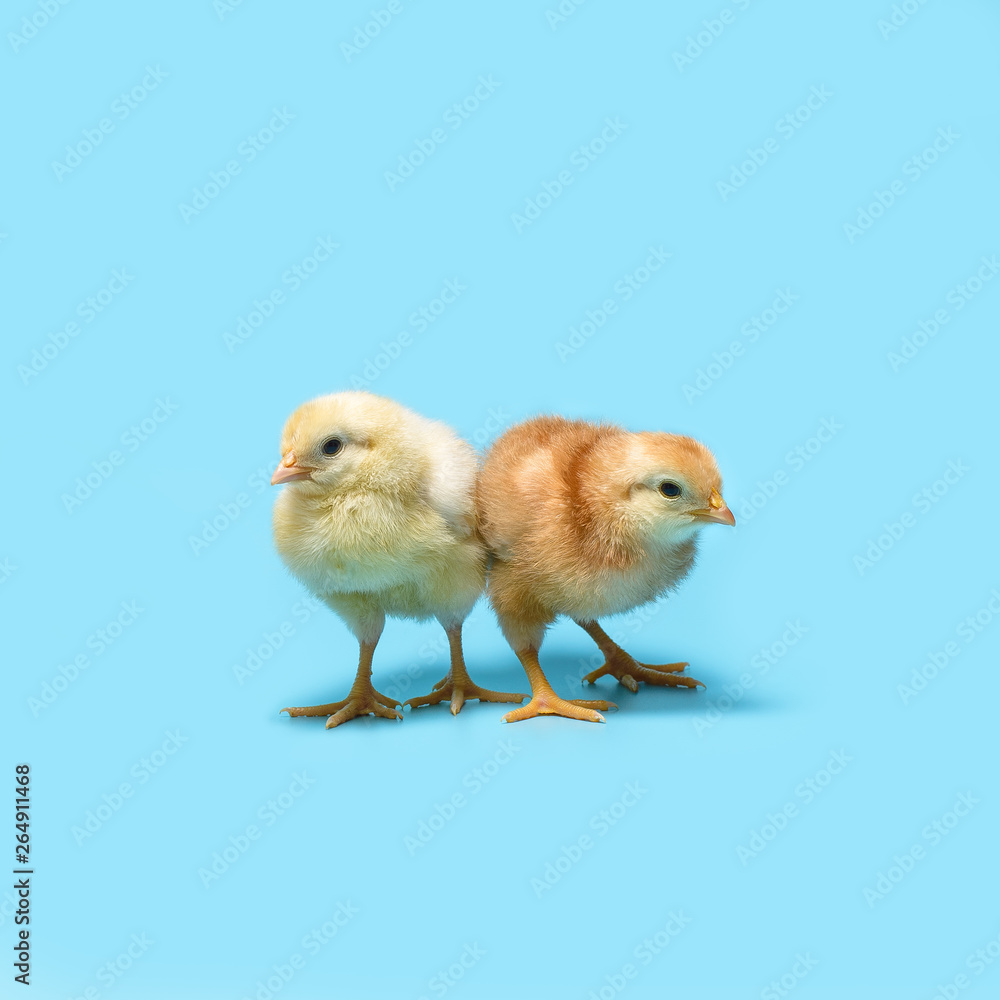 Obraz premium soft yellow and brown little chickens are standing on a blue background