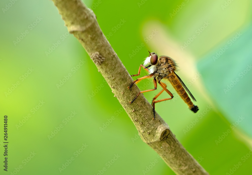 Close up Orange Robber Fly on Branch Isolated on Blurry Background Close up Orange Robber Fly on Branch Isolated on Blurry Background