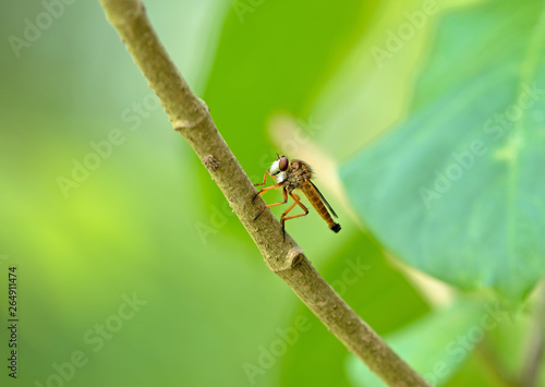 Close up Orange Robber Fly on Branch Isolated on Blurry Background