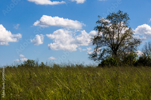 Blue sky with white clouds in the green fields - photograph