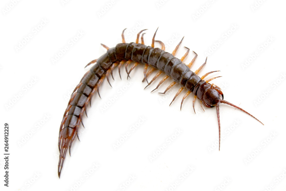 cenitipede isolated on white background ,creepy head cenitipede isolated on white background ,creepy head