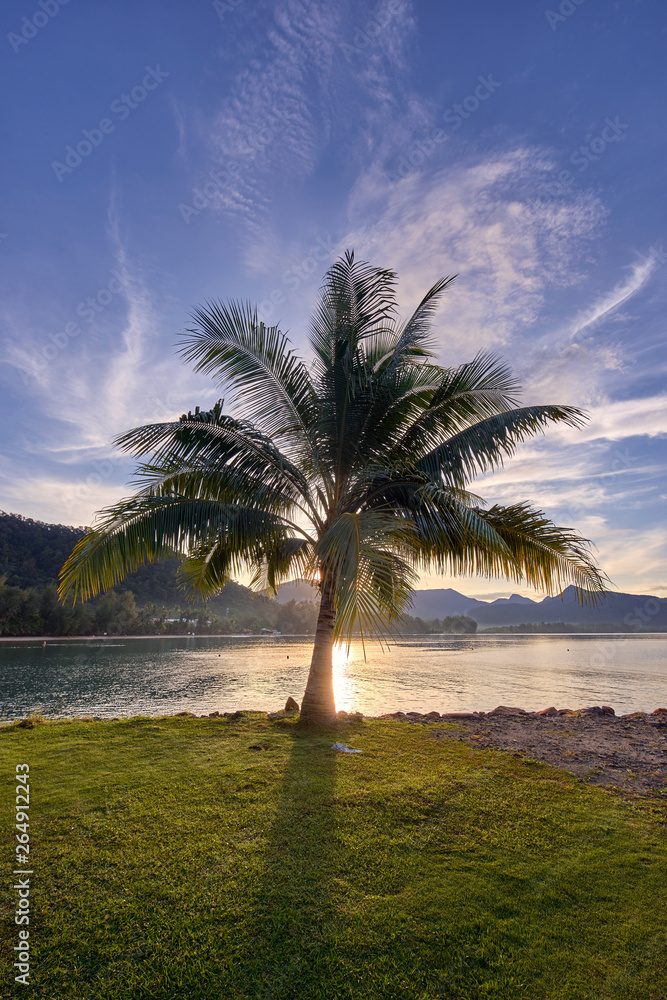 palm tree on Koh Chang island in Thailand