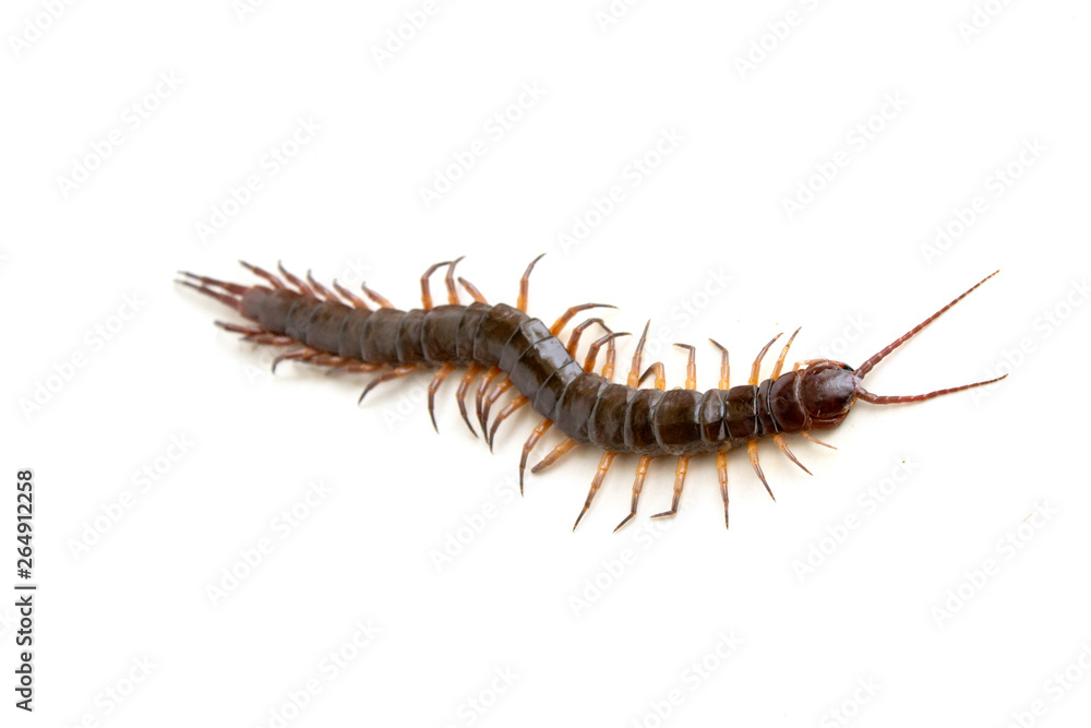cenitipede isolated on white background ,creepy head cenitipede isolated on white background ,creepy head