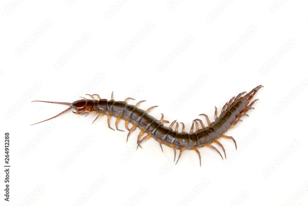 cenitipede isolated on white background ,creepy head cenitipede isolated on white background ,creepy head
