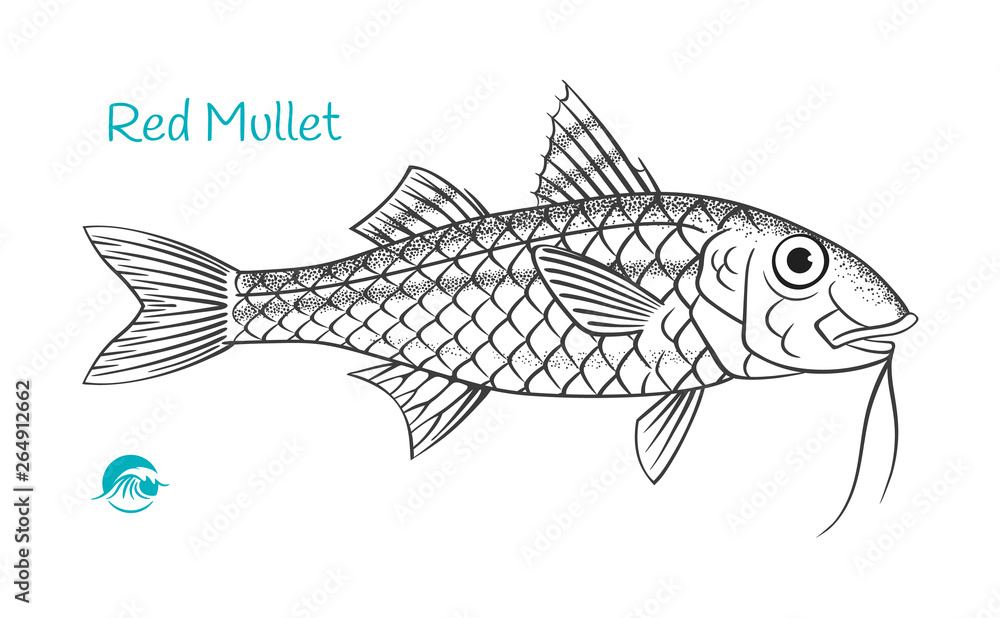 Fototapeta premium Red Mullet hand-drawn illustration