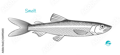 Smelt hand-drawn illustration