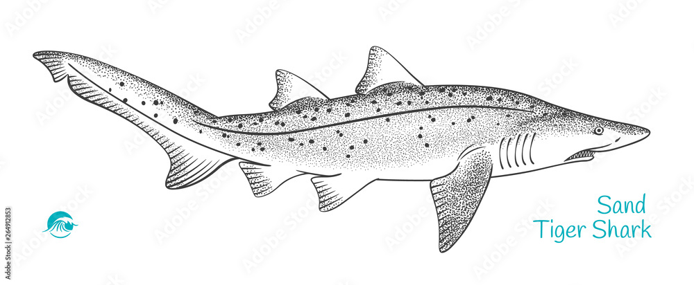 Obraz premium Sand Tiger Shark hand-drawn illustration