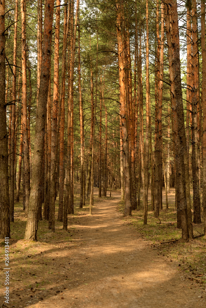 road in the forest road in the forest