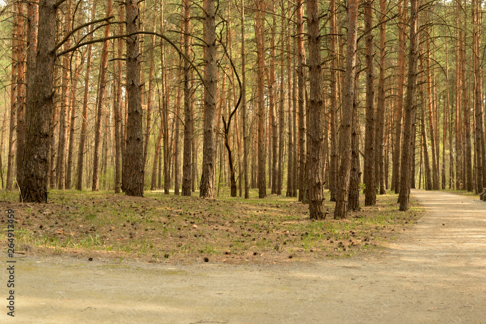Obraz premium pine forest in spring