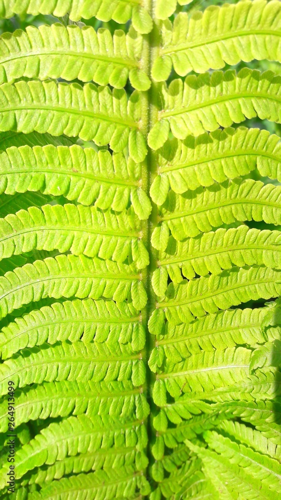 Beautiful fern in the garden Beautiful fern in the garden