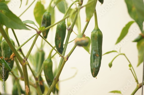 Peppers in pepper plantation.