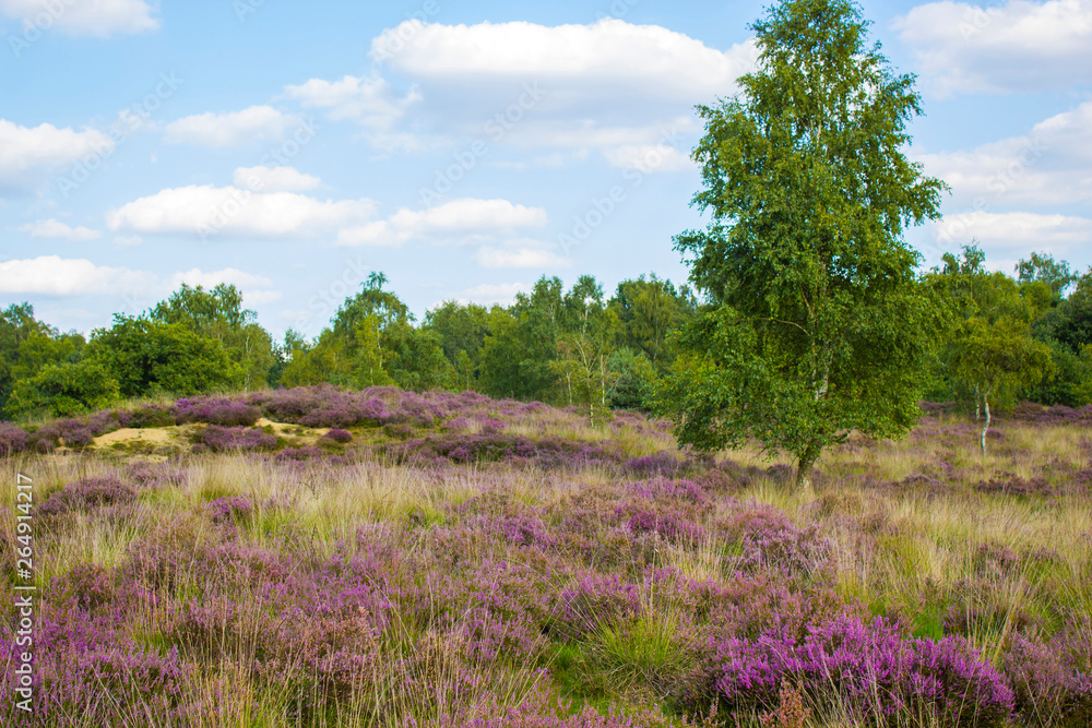 Heathland in National Park Maasduinen in the Netherlands Heathland in National Park Maasduinen in the Netherlands