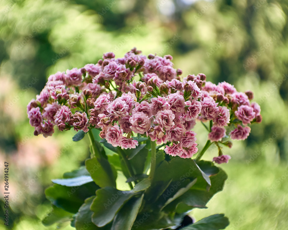 Kalanchoe flowers natural bouquet on blurred background, black and white photo Kalanchoe flowers natural bouquet on blurred background, black and white photo