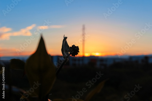 sunsets  and silhouettes of plants in the town.Beautiful natural scenery
