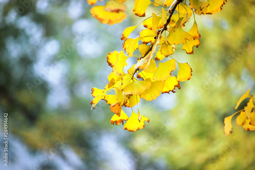 Ginkgo biloba leaves in autumn morning，golden yellow，close-up view， fan，Like a skirt，vein，gradation ，branches and leaves，nature，tranquility