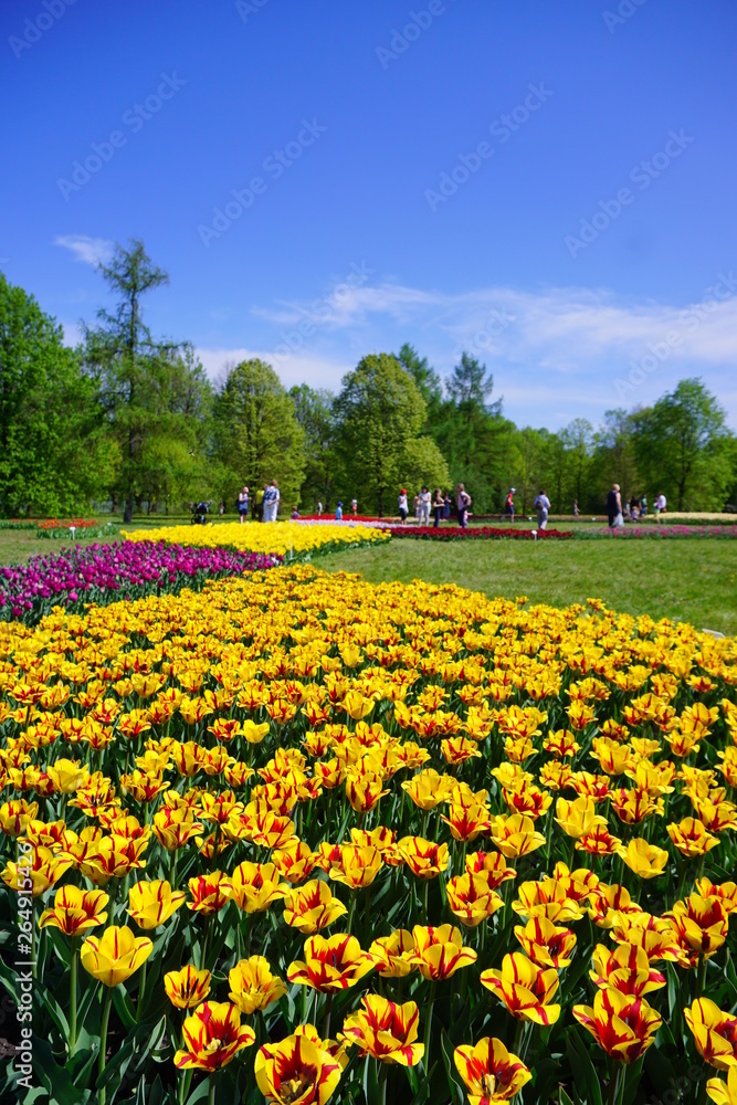 Beautiful tulip - selective focus Beautiful tulip - selective focus