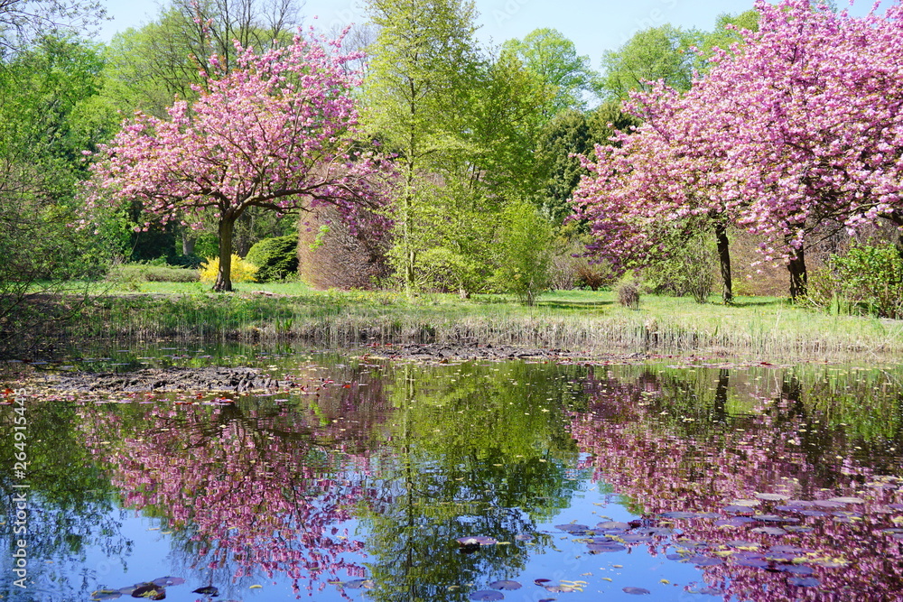 Spring tree - Spring landscape. Closeup view o flower cherry blossoms, prunus serrulata Spring tree - Spring landscape. Closeup view o flower cherry blossoms, prunus serrulata