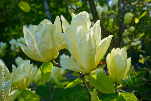 Magnolia Elizabeth - beautiful  yellow flowering tree
