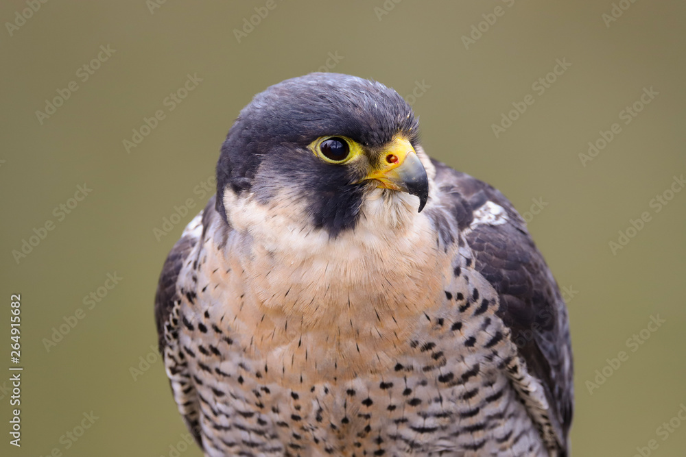 Peregrine Falcon (Falco peregrinus) Peregrine Falcon (Falco peregrinus)