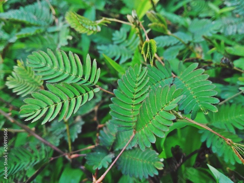 Beautiful green mimosa leave with background for nature concept