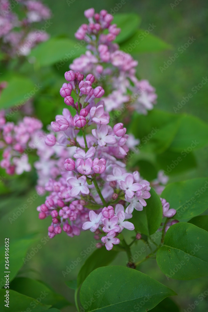 Pink flowering tree over nature background - Spring tree -  Spring landscape. Closeup view o flower cherry blossoms, prunus serrulata