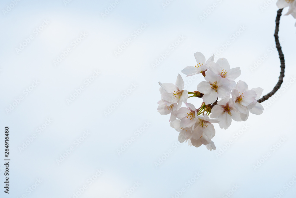 Fototapeta premium Cherry blossom in spring for background or copy space for text