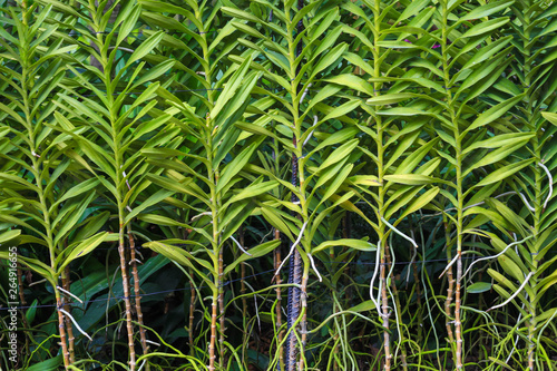 Green nature Singapore Botanic Garden in Singapore