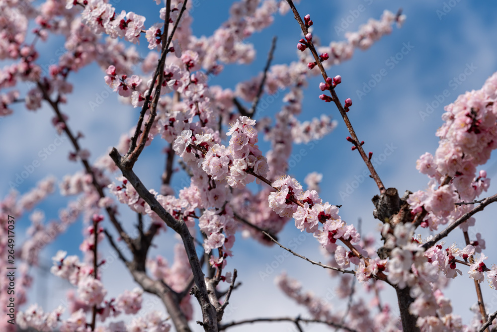 Pink apricot flowers, Armenian plum Pink apricot flowers, Armenian plum