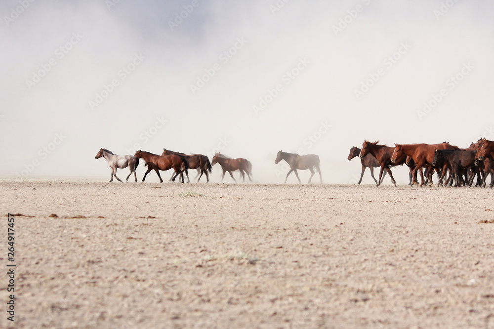 Fototapeta premium a plain with beautiful horses in sunny summer day in Turkey. Herd of thoroughbred horses. Horse herd run fast in desert dust against dramatic sunset sky. wild horses 