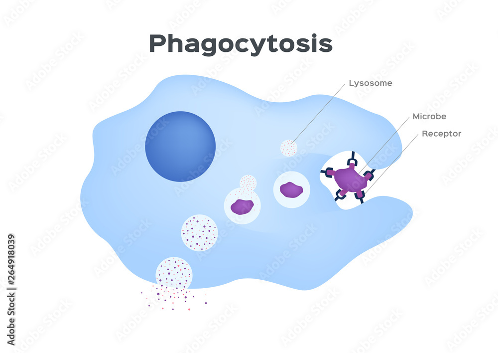 Phagocytosis in three steps. Human immune system vector . cell eating - Vector