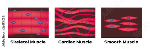 muscle type vector / cardiac , skeletal , smooth