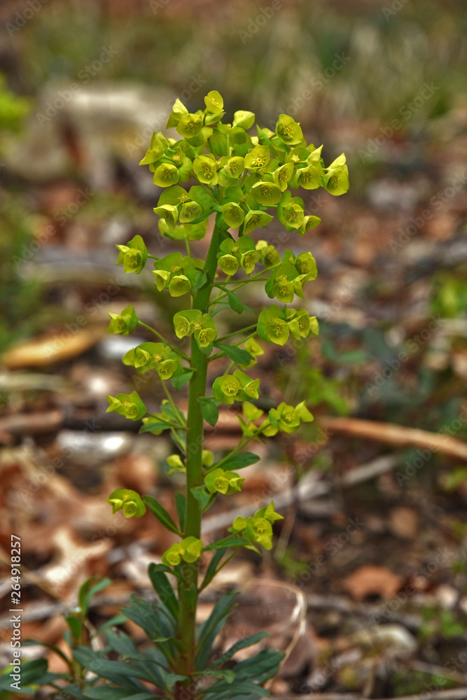 Mandelblaettrige Wolfsmilch, Euphorbia amygdaloides Mandelblaettrige Wolfsmilch, Euphorbia amygdaloides
