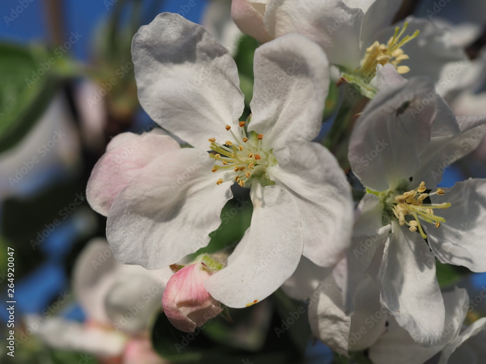 Apple blossom in a natural environment Apple blossom in a natural environment