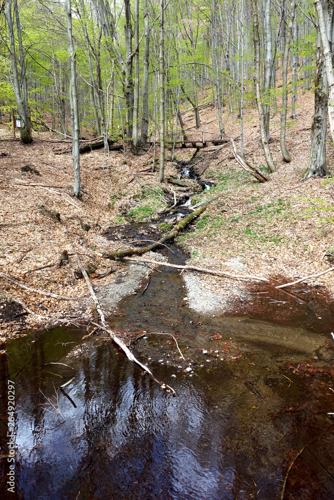 Forest dam in deep forest Forest dam in deep forest