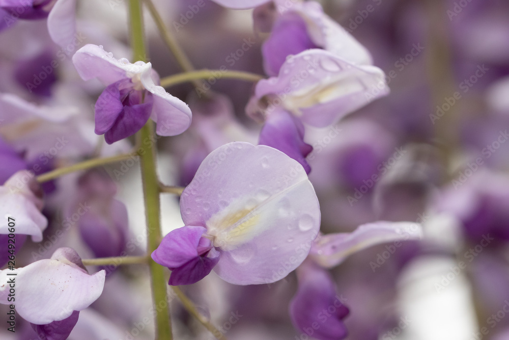 Fototapeta premium 藤の花 埼玉県春日部市牛島