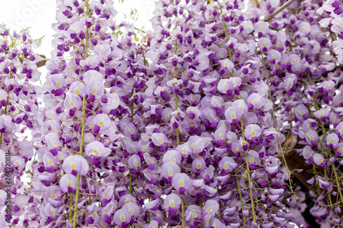 藤の花　埼玉県春日部市牛島